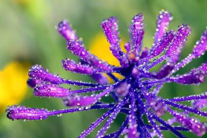 Fotografia da espécie Muscari comosum