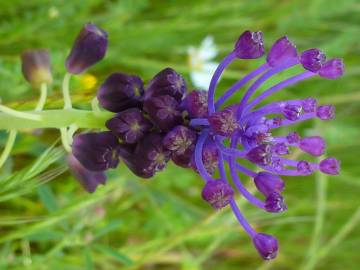 Fotografia da espécie Muscari comosum