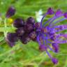 Fotografia 9 da espécie Muscari comosum do Jardim Botânico UTAD