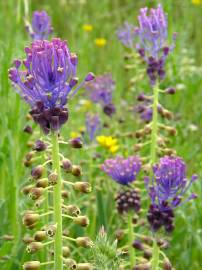 Fotografia da espécie Muscari comosum