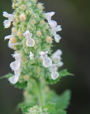 Fotografia 1 da espécie Nepeta cataria no Jardim Botânico UTAD