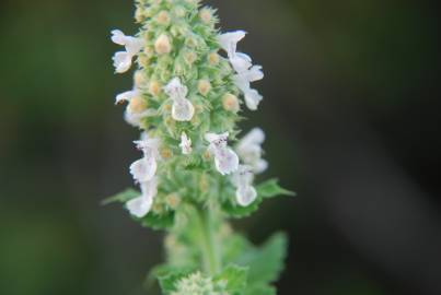 Fotografia da espécie Nepeta cataria