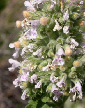 Fotografia 4 da espécie Nepeta cataria no Jardim Botânico UTAD