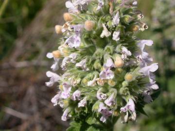 Fotografia da espécie Nepeta cataria