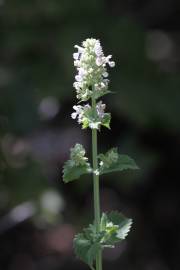 Fotografia da espécie Nepeta cataria