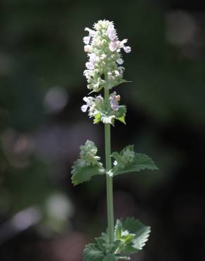 Fotografia 5 da espécie Nepeta cataria no Jardim Botânico UTAD