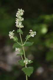 Fotografia da espécie Nepeta cataria