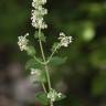 Fotografia 6 da espécie Nepeta cataria do Jardim Botânico UTAD