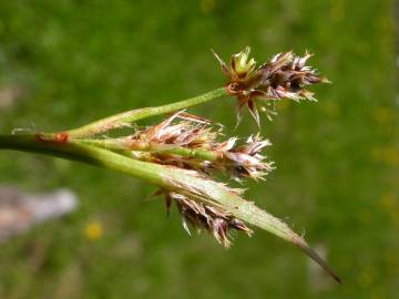 Fotografia da espécie Luzula campestris