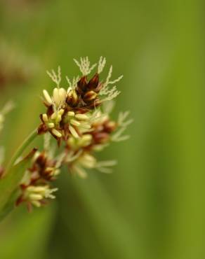 Fotografia 4 da espécie Luzula campestris no Jardim Botânico UTAD