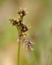 Fotografia da espécie Luzula campestris