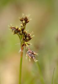 Fotografia da espécie Luzula campestris