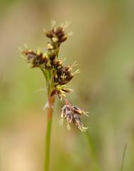 Luzula campestris