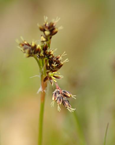 Fotografia de capa Luzula campestris - do Jardim Botânico