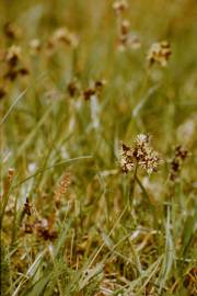 Fotografia da espécie Luzula campestris