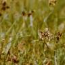 Fotografia 5 da espécie Luzula campestris do Jardim Botânico UTAD