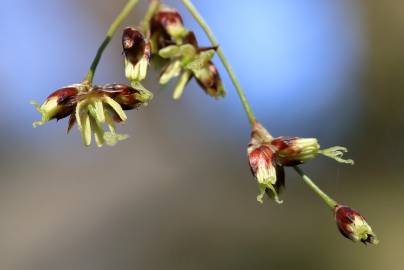 Fotografia da espécie Luzula sylvatica subesp. sylvatica