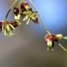 Fotografia 5 da espécie Luzula sylvatica subesp. sylvatica do Jardim Botânico UTAD