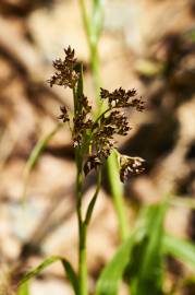 Fotografia da espécie Luzula sylvatica subesp. sylvatica