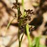 Fotografia 6 da espécie Luzula sylvatica subesp. sylvatica do Jardim Botânico UTAD