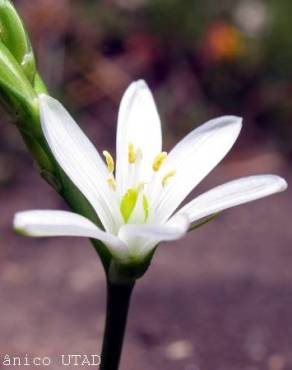 Fotografia 3 da espécie Ornithogalum broteri no Jardim Botânico UTAD