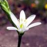 Fotografia 3 da espécie Ornithogalum broteri do Jardim Botânico UTAD