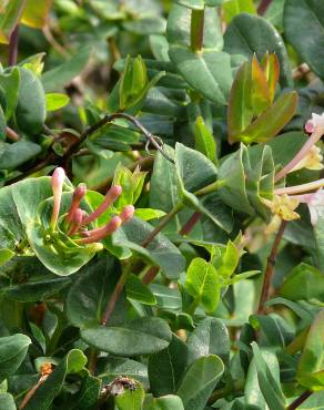 Fotografia 1 da espécie Lonicera implexa no Jardim Botânico UTAD