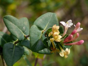 Fotografia da espécie Lonicera implexa