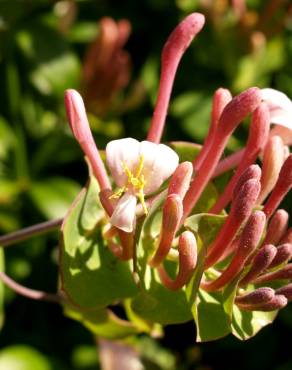 Fotografia 4 da espécie Lonicera implexa no Jardim Botânico UTAD