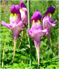 Fotografia da espécie Linaria triornithophora