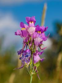 Fotografia da espécie Linaria triornithophora