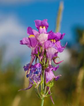 Fotografia 4 da espécie Linaria triornithophora no Jardim Botânico UTAD