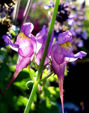 Fotografia 5 da espécie Linaria triornithophora no Jardim Botânico UTAD