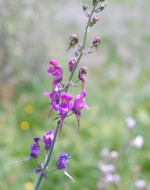 Fotografia 6 da espécie Linaria triornithophora no Jardim Botânico UTAD