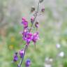 Fotografia 6 da espécie Linaria triornithophora do Jardim Botânico UTAD