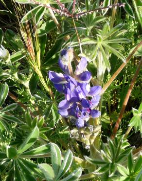 Fotografia 3 da espécie Lupinus micranthus no Jardim Botânico UTAD