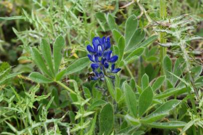 Fotografia da espécie Lupinus micranthus