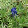 Fotografia 4 da espécie Lupinus micranthus do Jardim Botânico UTAD