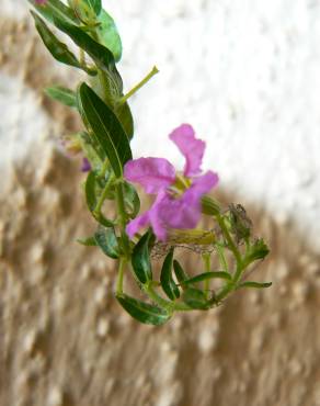 Fotografia 3 da espécie Lythrum hyssopifolia no Jardim Botânico UTAD