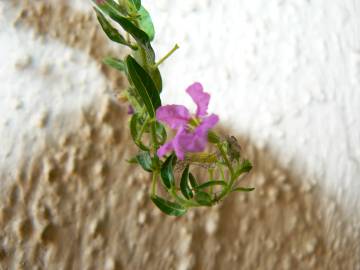 Fotografia da espécie Lythrum hyssopifolia