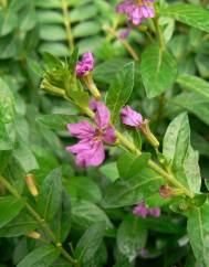 Lythrum hyssopifolia