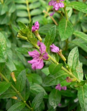 Fotografia 1 da espécie Lythrum hyssopifolia no Jardim Botânico UTAD