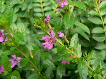 Fotografia da espécie Lythrum hyssopifolia