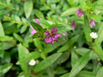 Fotografia da espécie Lythrum hyssopifolia