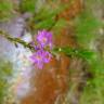 Fotografia 5 da espécie Lythrum hyssopifolia do Jardim Botânico UTAD
