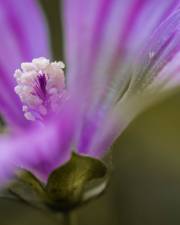 Fotografia da espécie Malva sylvestris