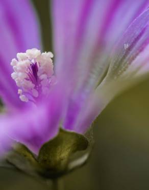 Fotografia 1 da espécie Malva sylvestris no Jardim Botânico UTAD