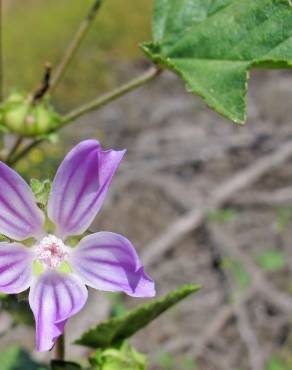 Fotografia 3 da espécie Malva sylvestris no Jardim Botânico UTAD