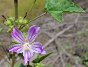 Fotografia da espécie Malva sylvestris