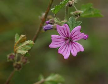 Fotografia da espécie Malva sylvestris